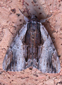 Ultronia Underwing